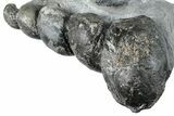 Two Devonian Fossil Gastropod Internal Molds - Issoumour, Morocco #282804-2